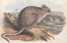 Load image into Gallery viewer, Banded Hare-wallaby (Lagostrophus fasciatus)