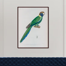 Load image into Gallery viewer, Australian Ringneck Parrot