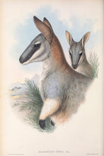 Load image into Gallery viewer, Grey&#39;s Wallaby