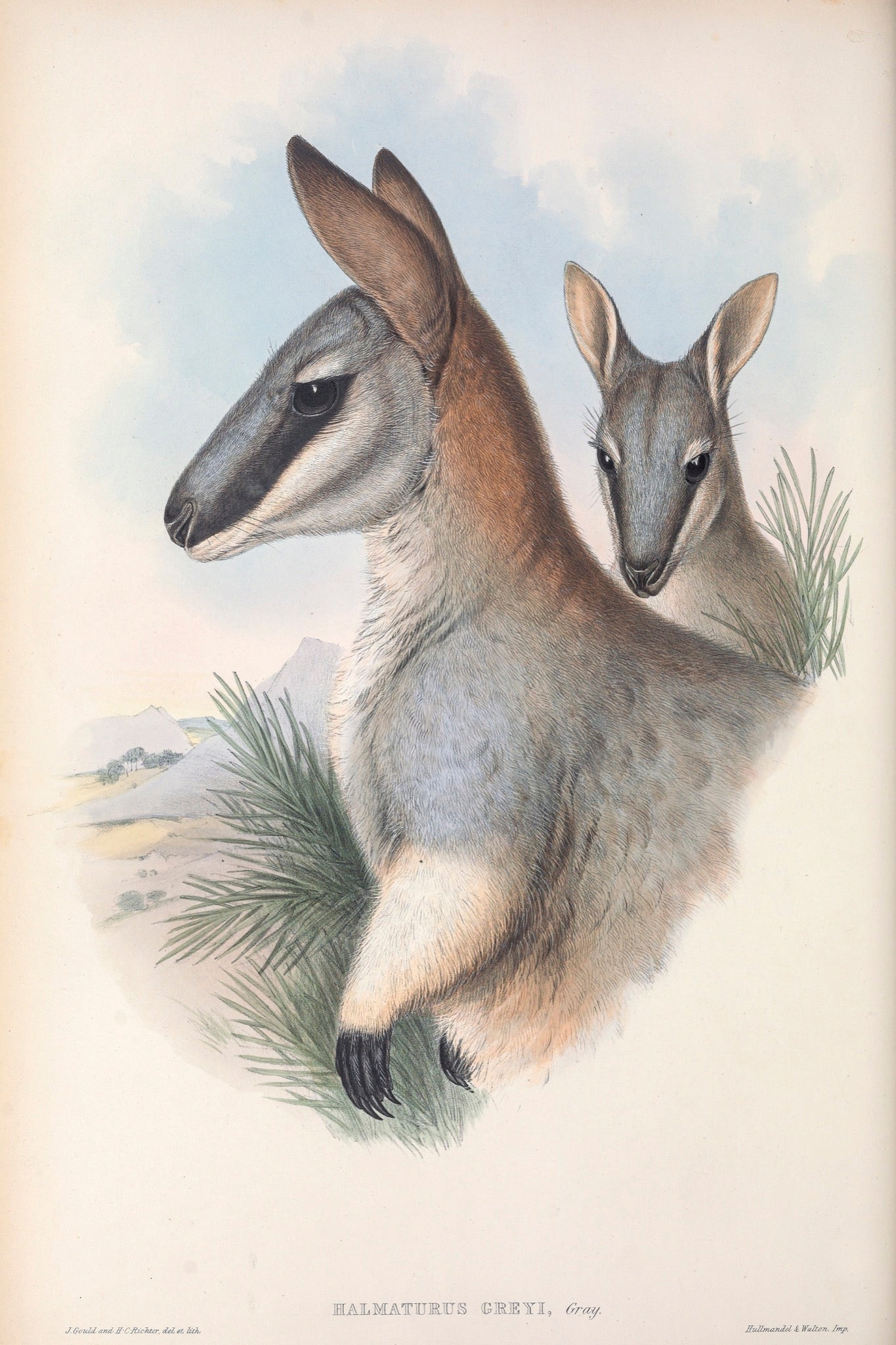 Grey's Wallaby