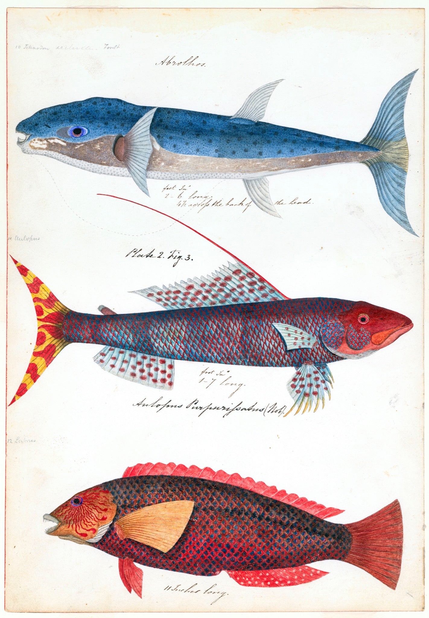 Sketches of Australian Fishes - Third Voyage of HMS Beagle