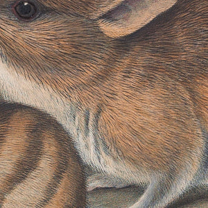 Eastern Barred Bandicoot