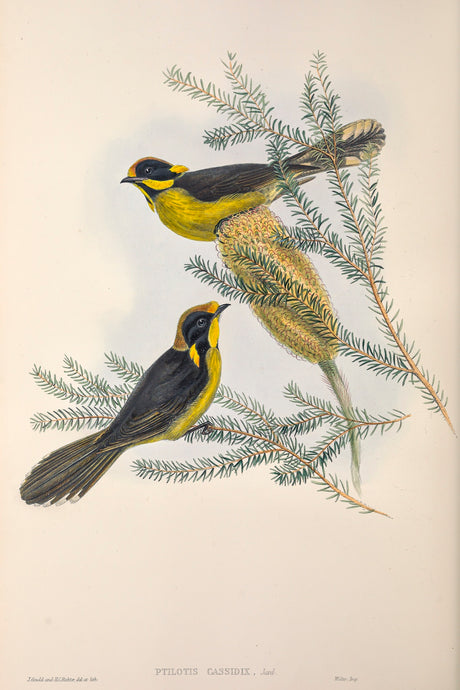 Helmeted Honeyeater (Lichenostomus melanops cassidix)