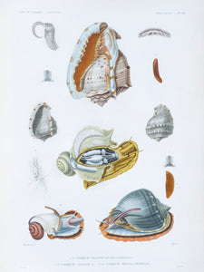 Molluscs