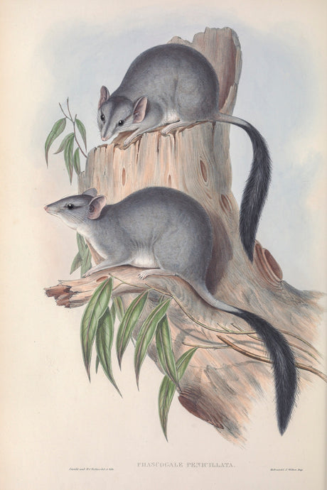 Brush-tailed phascogale