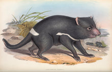 Load image into Gallery viewer, Tasmanian Devil