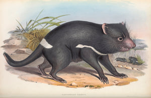 Tasmanian Devil