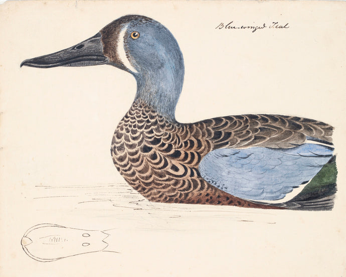 Blue Winged Teal