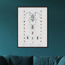 Load image into Gallery viewer, Insects