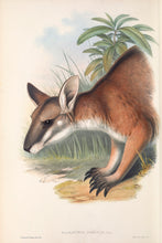 Load image into Gallery viewer, Black-striped Wallaby