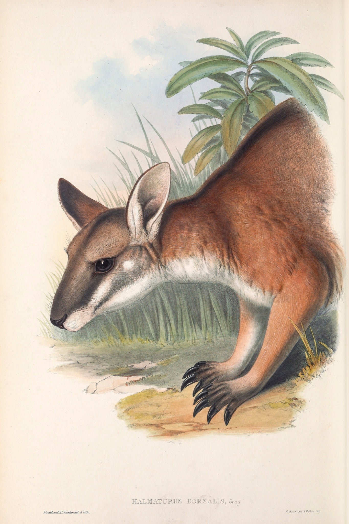 Black-striped Wallaby