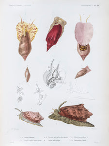 Molluscs