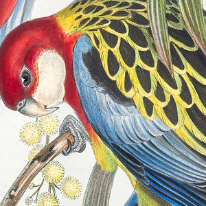 Eastern Rosella (Platycercus eximius)