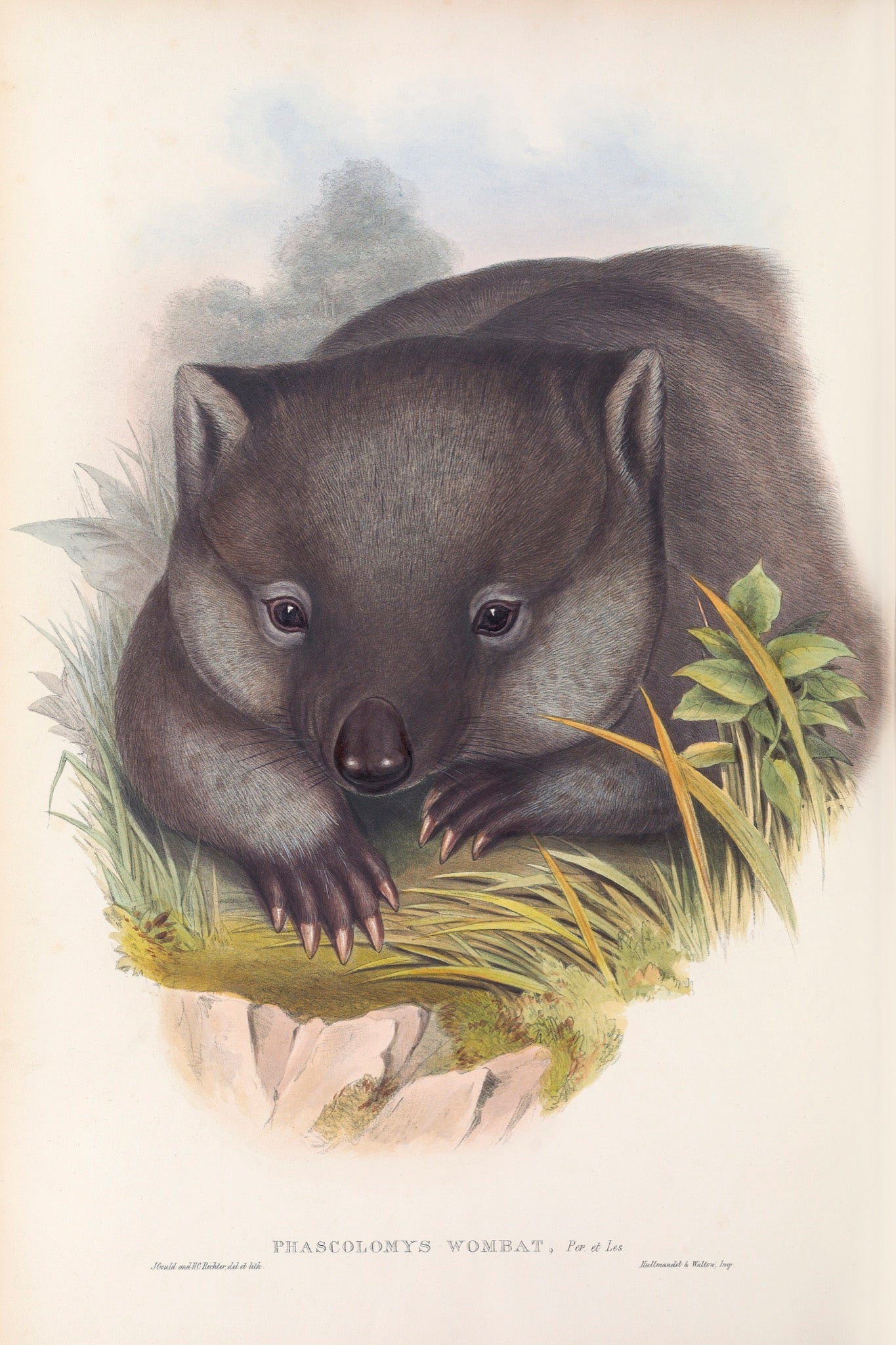 Wombat