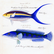 Load image into Gallery viewer, Sketches of Australian Fishes - Third Voyage of HMS Beagle