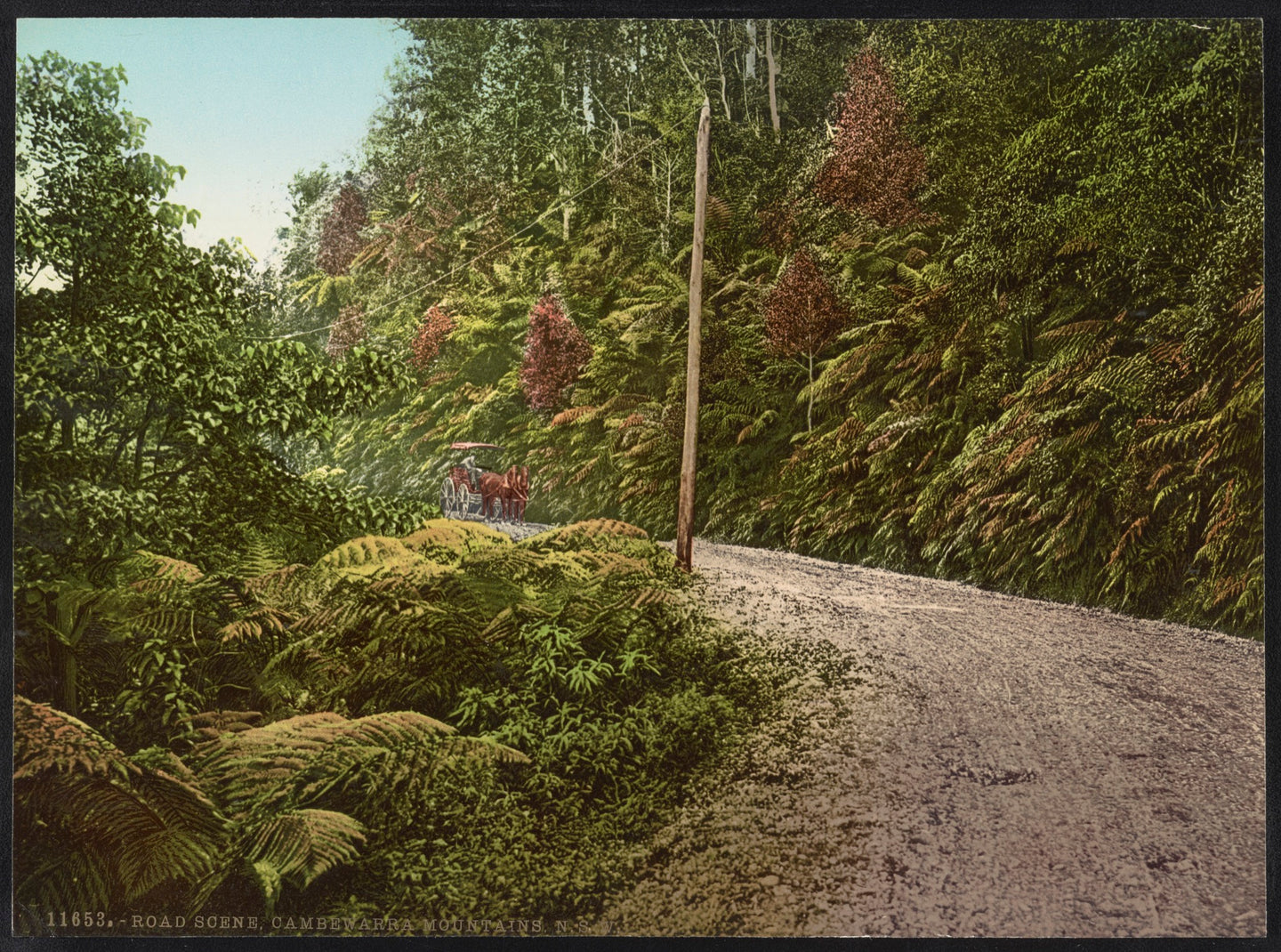 Road Scene, Cambewarra Mountains, NSW