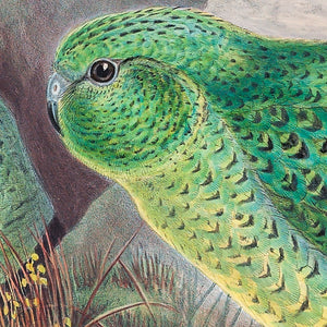 Night Parrot (Pezoporus occidentalis)