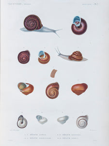 Molluscs