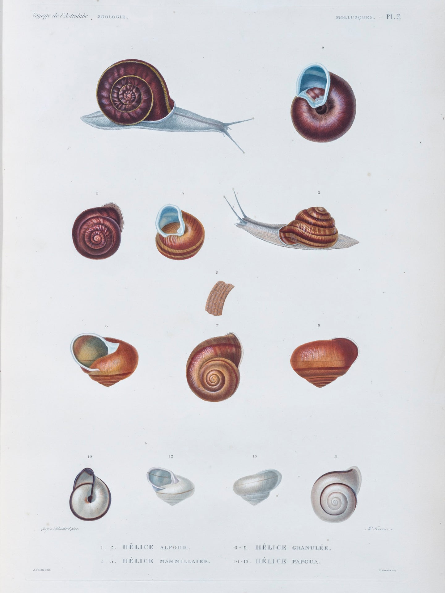 Molluscs