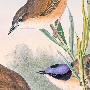 Purple-crowned Fairywren (Malurus coronatus)