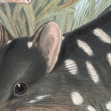 Load image into Gallery viewer, Eastern Quoll