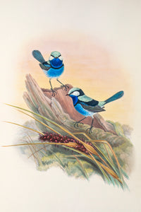 Superb Fairy Wren or Blue Wren (Malurus cyaneus)