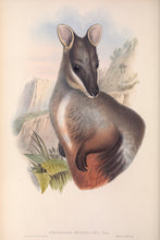 Load image into Gallery viewer, Brush-tailed rock-wallaby