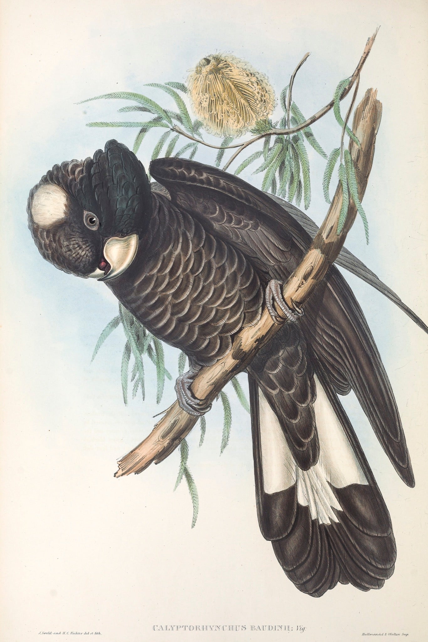 Baudin’s Black Cockatoo (Calyptorhynchus baudinii), or Long-billed Black Cockatoo, 1848