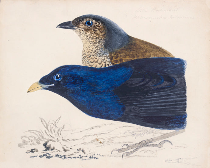 Bowerbirds