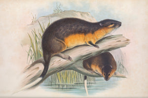 The Rakali, or Water Rat