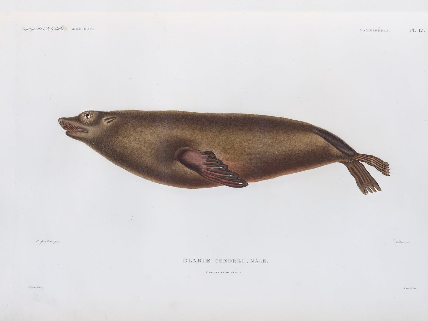 Sea Lion (male)