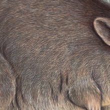 Load image into Gallery viewer, Gilbert&#39;s Potoroo (Potorous gilbertii)