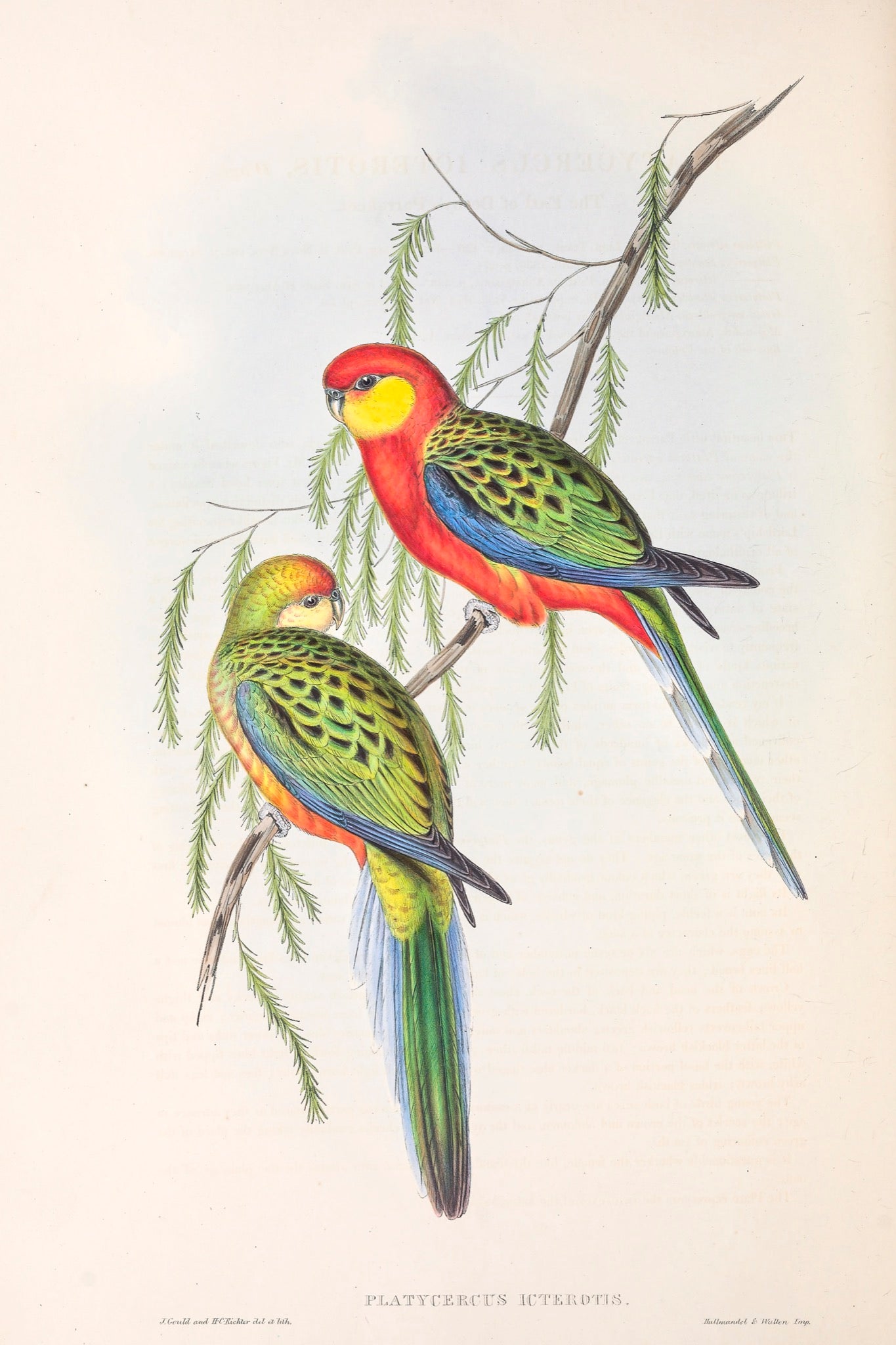 Western Rosella (Platycercus icterotis)