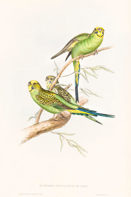 Budgerigar (Melopsittacus undulatus)